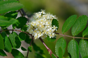 Common mountain ash flowers