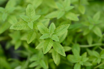 Lemon verbena leaves