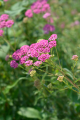 Pink Beauty Yarrow flowers