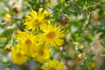 Lemonyellow false goldenaster flowers