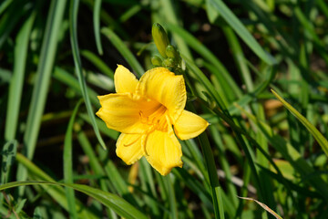 Daylily Stella de Oro flower