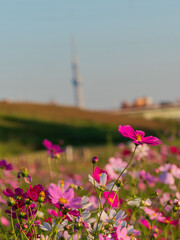 秋桜がある風景