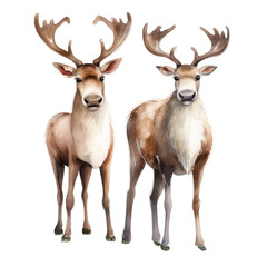 Artistic Christmas designs with watercolor reindeer clipart. Hand-painted illustrations bring the joy of the holidays to your projects, perfect for cards, invitations graphics, and festive decorations