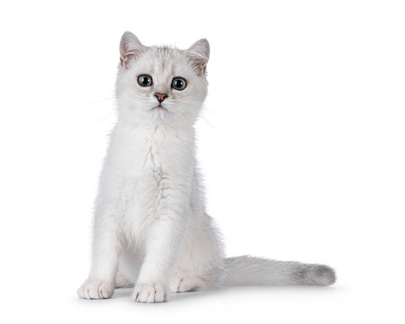 Adorable silver shaded British Shorthair cat kitten, sitting up straight facing front. Looking towards camera. Isolated on a white background.