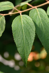 Japanese snowball Kilimandjaro Sunrise leaves