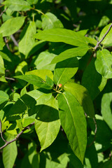 Japanese fig branch with fruit