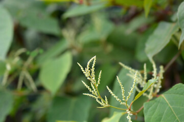 Japanese knotweed flowers