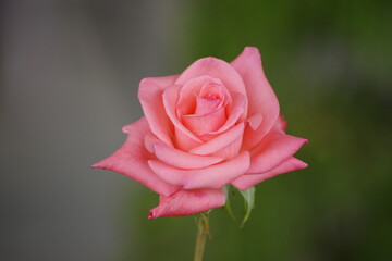 Pink rose flower top view close-up, blooming