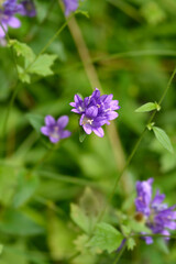 Clustered bellflower