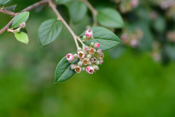 Black-berried cotoneaster branch with flower buds