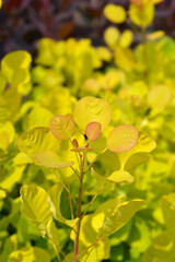 Smoke tree Golden Spirit nrw leaves