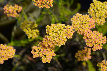 Milly Rock Yellow Terracotta Yarrow flowers