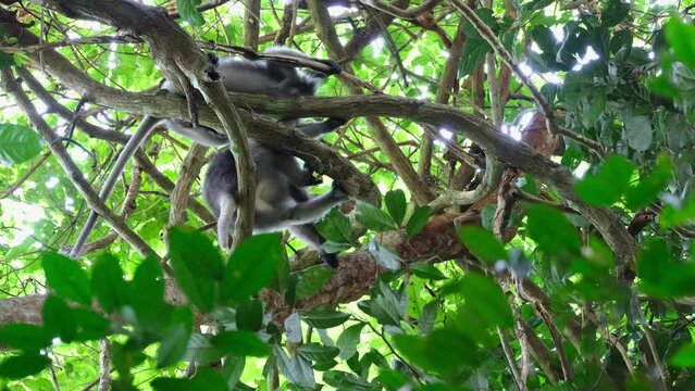 Two individuals seen from under as one scratches itself, Spectacled Leaf Monkey Trachypithecus obscurus, Thailand