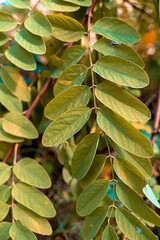 Green acacia leaves, Development of young acacia leaves, background texture 