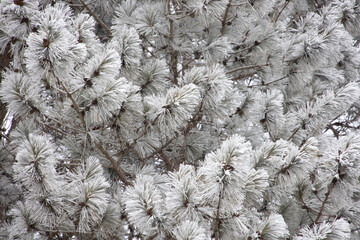 Hoar Frost