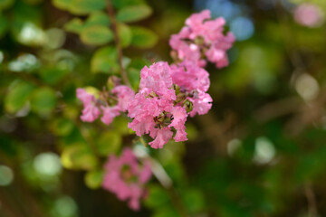 Crepe myrtle flowers