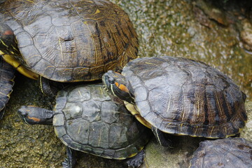 Turtle resting on the rocks on the shore