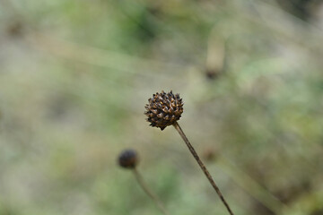 Giant scabious eed head