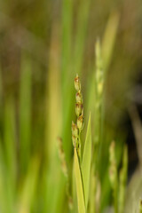 Common rice plant