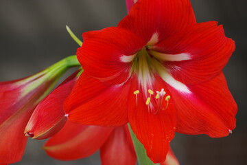 A vibrant closeup of a red amaryllis flower with its petals in full bloom.