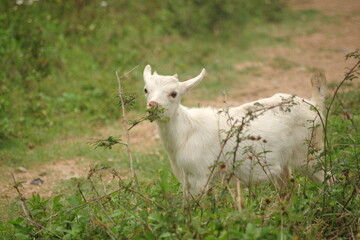 Obraz premium Goat feeding on shore