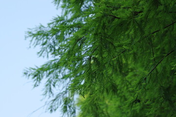 Good looking lush green plants in the park