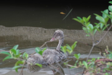 black swan baby in the lake