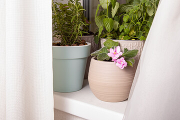 Indoor plants on the windowsill. Blooming violet