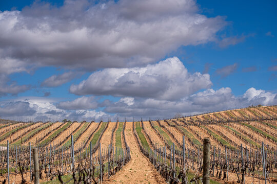 Landscape with vineyards in spring in the designation of origin area of Ribera del Duero wines in Spain