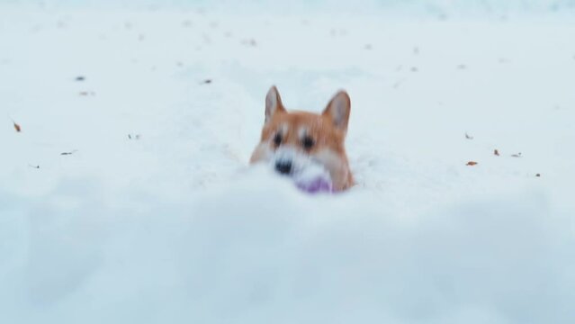 Adorable happy welsh corgi pemproke playing with ball in snow