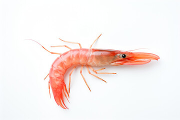 Pristine Background with Shrimp