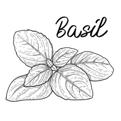Organic food. Hand drawn vector sketch of Basil branch. pen and ink vintage etching illustration isolated on white background. Retro vintage style.