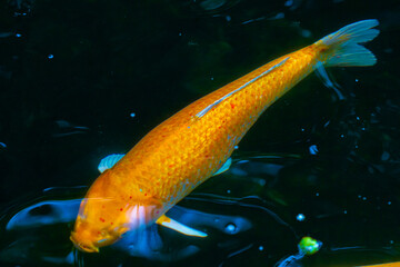 Koi fish are popular fish that people believe will bring good things.