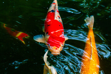 Koi fish are popular fish that people believe will bring good things.