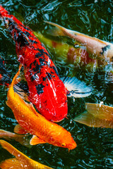 Koi fish are popular fish that people believe will bring good things.