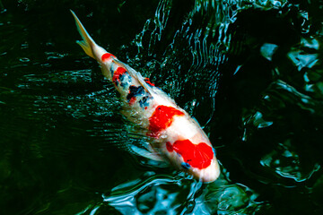 Koi fish are popular fish that people believe will bring good things. - 676344748