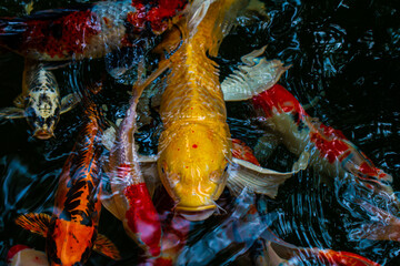 Koi fish are popular fish that people believe will bring good things.