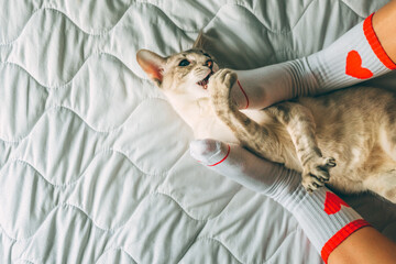 Oriental cat lying on owner's feet in socks with red heart on February 14