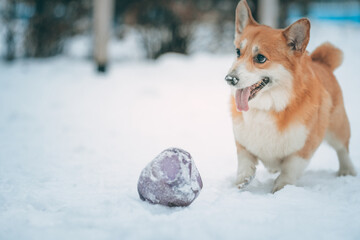 Dog breed Welsh Corgi Pembroke plays with the ball in the snow 