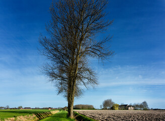 Row of trees somewhere in the countryside between the Groningen villages of Leermens and 't Zandt, the Netherlands.