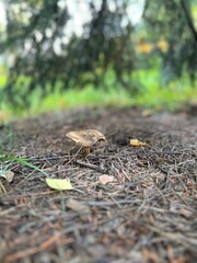 mushroom in the forest