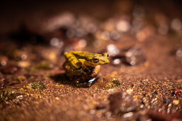 Golden frog in natural habitat Costa Rica