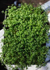 Fototapeta na wymiar container with lushly sprouted microgreen sprouts. Microgreen sprouts for healthy vegan cooking. Super food home grown. Vertical. Selective focus