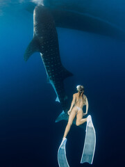 Woman swimming with giant whale shark in blue ocean. Silhouette of shark swimming underwater and...