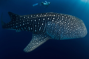 Amazing whale shark and young woman in ocean. Freediver girl explores marine life