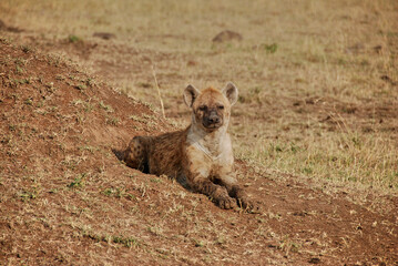 spotted hyena, Crocuta crocuta, also laughing hyena.
