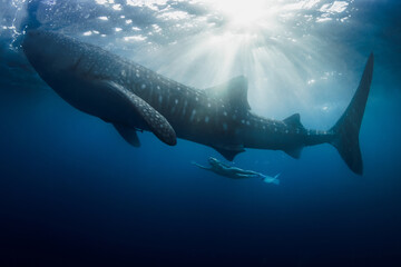 Whale shark and woman in blue ocean with sun rays.