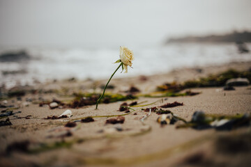 Verwelkte weiße Rose am Strand 