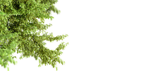 Green leaves branch isolated on white background