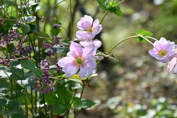 Japanese anemone (Anemone hupehensis) flowers. Ranuunculaceae perennial plants. White or pink flowers bloom on tall flower stalks in autumn.